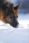 German Shepherd Portrait