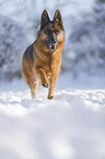 German Shepherd runs through the snow