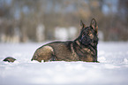 German Shepherd lies in the snow