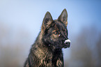 German Shepherd Portrait