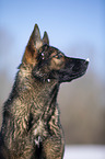 German Shepherd Portrait