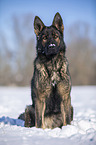 German Shepherd sits in the snow
