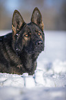 German Shepherd lies in the snow