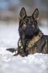 German Shepherd lies in the snow