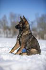 German Shepherd sits in the snow