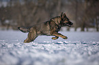 German Shepherd runs through the snow