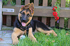 German Shepherd Puppy