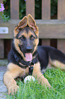 German Shepherd Puppy