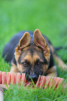 German Shepherd Puppy