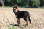 German Shepherd Puppy