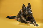 lying German Shepherd