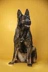 sitting German Shepherd