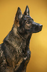 Geman Shepherd Portrait