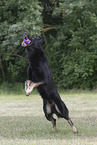 playing German Shepherd