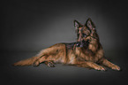 lying German Shepherd