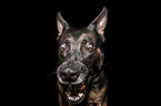 German Shepherd catches treat