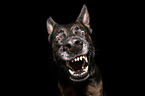 German Shepherd Portrait