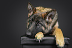 lying German Shepherd