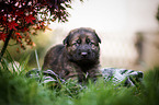 German Shepherd Puppy
