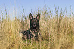 lying German Shepherd