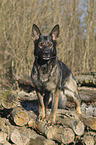 standing German Shepherd