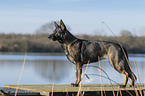 standing German Shepherd