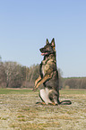 German Shepherd