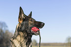 German Shepherd Portrait