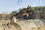 jumping German Shepherd