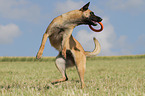 playing German Shepherd