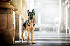 German Shepherd