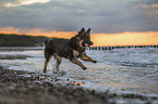 young German Shepherd