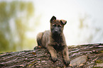 German Shepherd Puppy