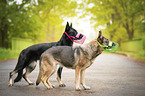 German shepherd dog with muzzle