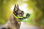 German shepherd dog with muzzle