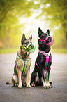 German shepherd dog with muzzle