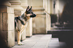 standing German Shepherd