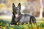 German Shepherd