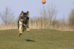 running German Shepherd Dog