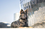 lying German Shepherd Dog