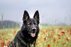 German Shepherd Dog portrait