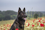 German Shepherd Dog portrait
