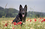 German Shepherd Dog portrait