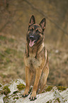 standing German Shepherd Dog