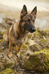 sitting German Shepherd Dog