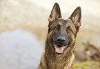 German Shepherd Dog portrait