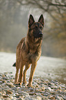 standing German Shepherd Dog