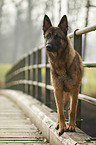 standing German Shepherd Dog