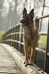 standing German Shepherd Dog