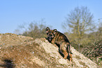 climping German Shepherd Puppy